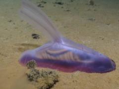 Thousands of mysterious animals found in deep sea mining hotspot