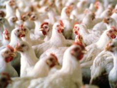 The shelling of the Belgorod region has already climbed sideways to all Russians: Russia is faced with a shortage of chicken