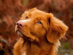 How best to treat a wound after a dog bite: surgeon Goev explained