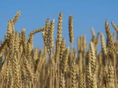 The European Commission extended the ban on the import of Ukrainian grain to five EU countries