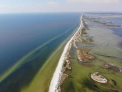 Oleshkovsky sands and Kinburnskaya spit: waters from the Kakhovka reservoir will flood 120 thousand hectares of nature reserves