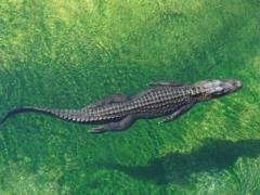 Crocodiles have the ability to reproduce without males