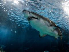 Shark in Egypt ate a Russian