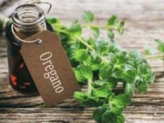Benefits of oregano oil
