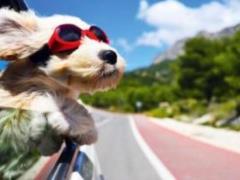 Checking the condition of the car before a long summer trip