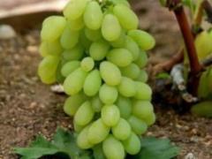 Comparative characteristics of grape varieties