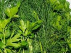 Why do we need greens: useful properties and benefits for the body