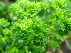 How to keep fresh greens longer