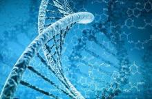 Stem cells return muscle strength to the elderly