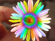 Flowers from plastic bottles