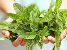 Medicinal plants on the windowsill
