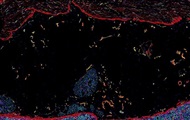 Scientists have shown a detailed map of the human intestine
