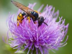 Amazing properties of milk thistle