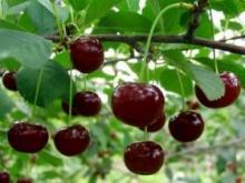 Польза вишни для здоровья