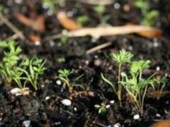 In what cases are wild carrot seeds used?