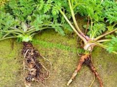 In some valleys, wild carrots stagnate
