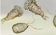 Man dies from  brain-eating  amoeba in Taiwan