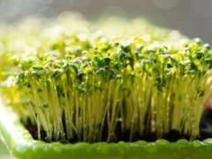 Microgreens: health and taste in every green leaf