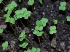 Microgreens: health and relish in a skin green leaf