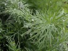 How to drink dill water against intestinal colic