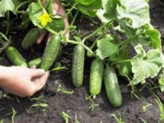 How to plant a rose garden of ogirkiv