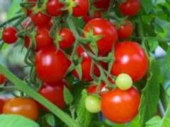 The highest variety of tomatoes