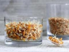 Germination of wheat: color and process