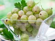 Крыжовник: вкус и польза в одной ягоде