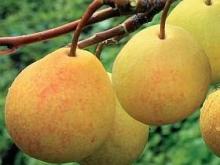 Правильное время для правильных продуктов: как поддержать похудение системой питания
