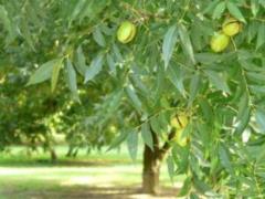 Nutritionists have named a miracle nut that has a positive effect on our body