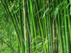 Summer trends: Linen, bamboo and bamboo as the finest breathable fabrics