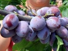 Морковь и сливы: секрет красивого загара