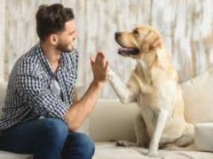 Роль животных в улучшении здоровья: Взаимодействие с животными в лечении различных заболеваний