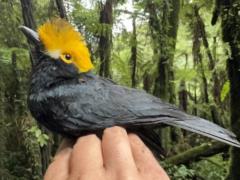 Ученые впервые сфотографировали птицу Prionops alberti: этот вид считался утраченным