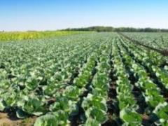 Поживні продукти для здоров я печінки: як зберегти функціональність органу
