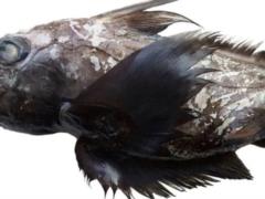 Ученые нашли новый вид «призрачной акулы» со странной головой