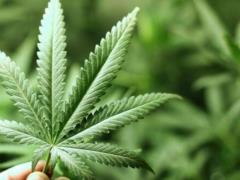 Через неделю каннабис станет легальным в Германии
