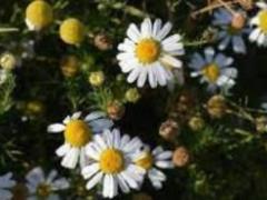 Как приготовить настой ромашки для нормализации уровня сахара в крови.
