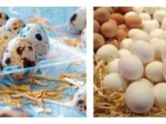 Eggs that are suitable for diabetics: Recommendations from others