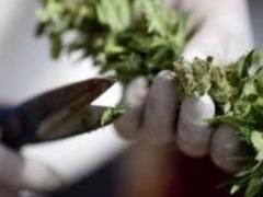The system for supplying medical cannabis in Ukraine: a new approach to health care