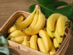 Why bananas are unique: because of their root power