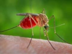 Mosquitoes: danger comes from bites