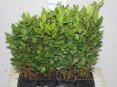 Bay leaf barkiness