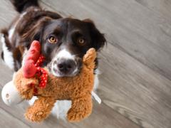 Get along with both children and grandmothers: list of the calmest dogs in the world