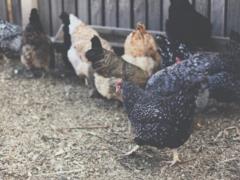 В США заявили о первой смерти от гриппа H5N1