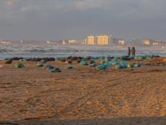 Десятки китообразных погибли в Черном море из-за разлива российской нефти: жертв будет больше