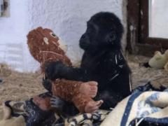 A baby gorilla of an endangered species was found in the luggage compartment of an airplane: what happened to it now?
