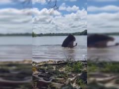 A woman swimming in a lake was attacked by the world s largest rodent