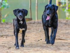 “Dogs are my priority”: a woman divorced her husband because of two dogs, what happened