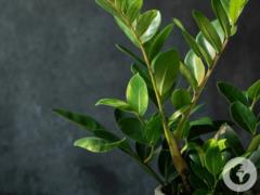 Why does Zamioculcas turn yellow: how to correct mistakes in care